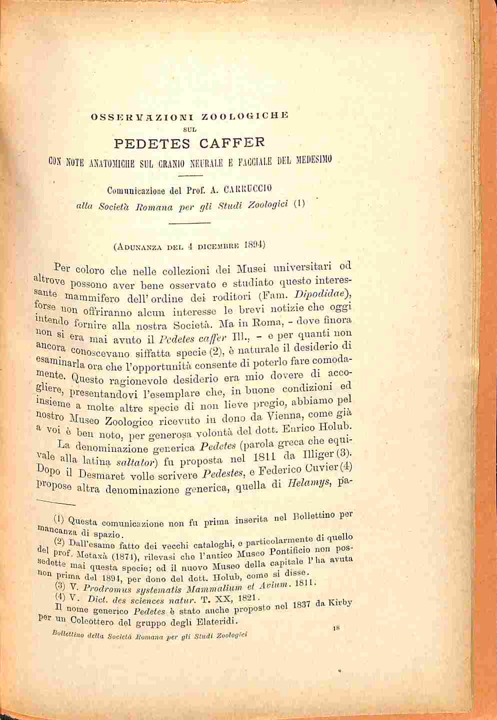 Osservazioni zoologiche sul Pedetes caffer con note anatomiche sul cranio neutrale e facciale del medesimo